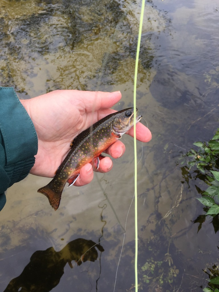 Ultralight Fly Fishing • Central Wisconsin Brook Trout